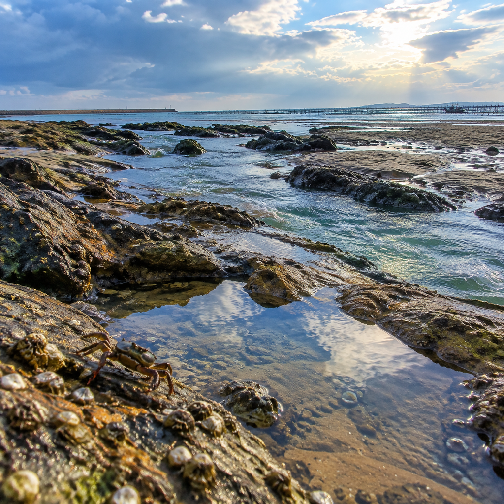 退潮后的石滩,比准点的海景更懂钦州 | The Stone Flats After Low Tide Taught Me More Than a Timed Sea View in Qinzhou