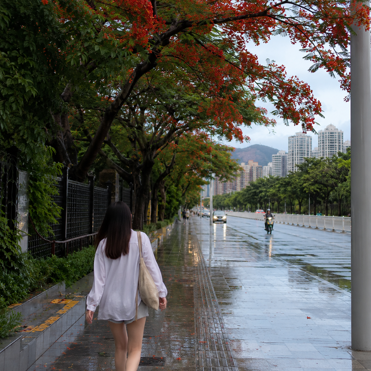 珠海雨停以后,凤凰木下那条不着急的路比海景更先留住人 | After Rain in Zhuhai, the Unhurried Road Beneath the Flame Trees Held Me Before the Sea Did