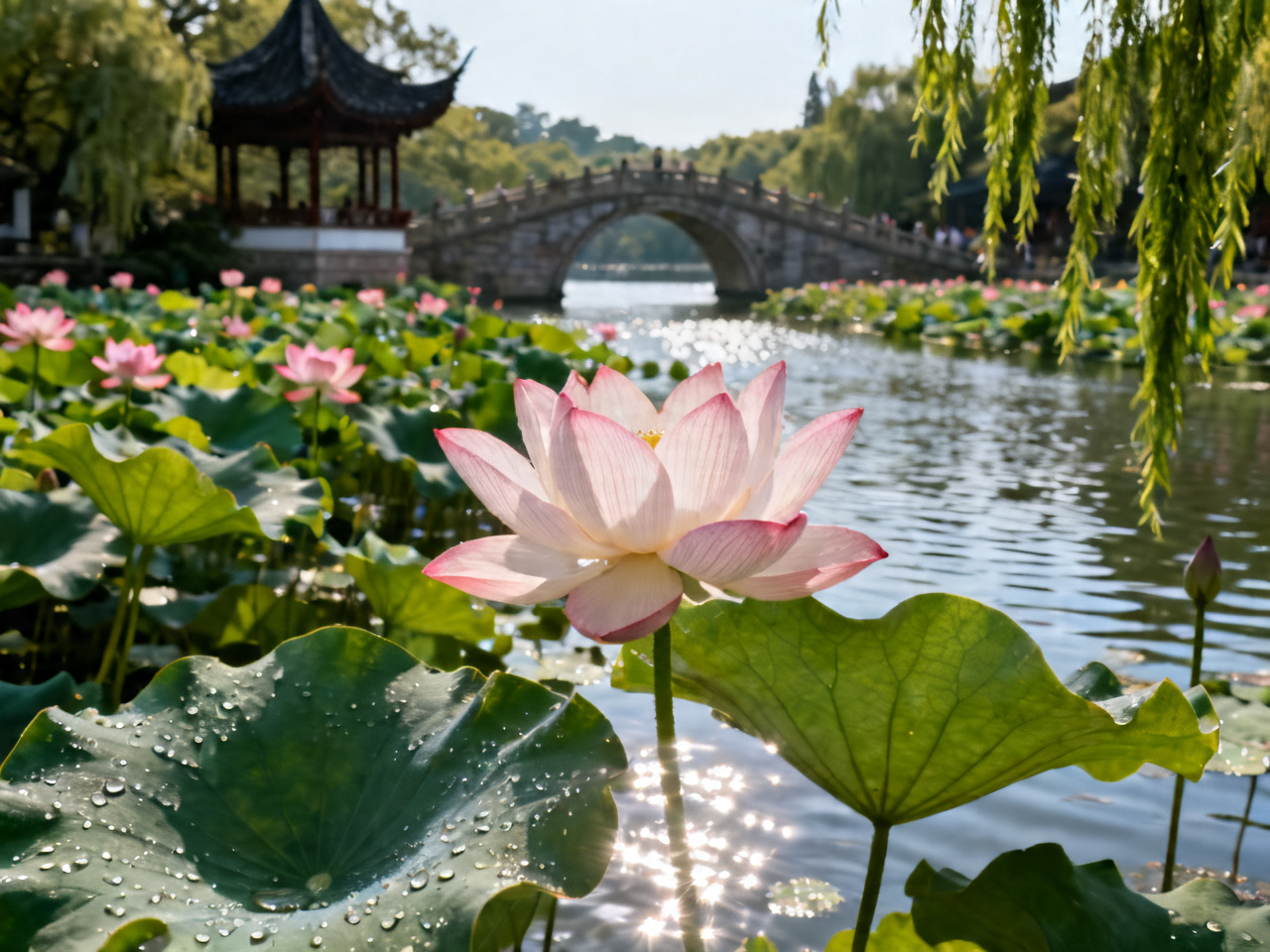 六月荷花观赏地全国推荐 | June Lotus Viewing Spots Across China