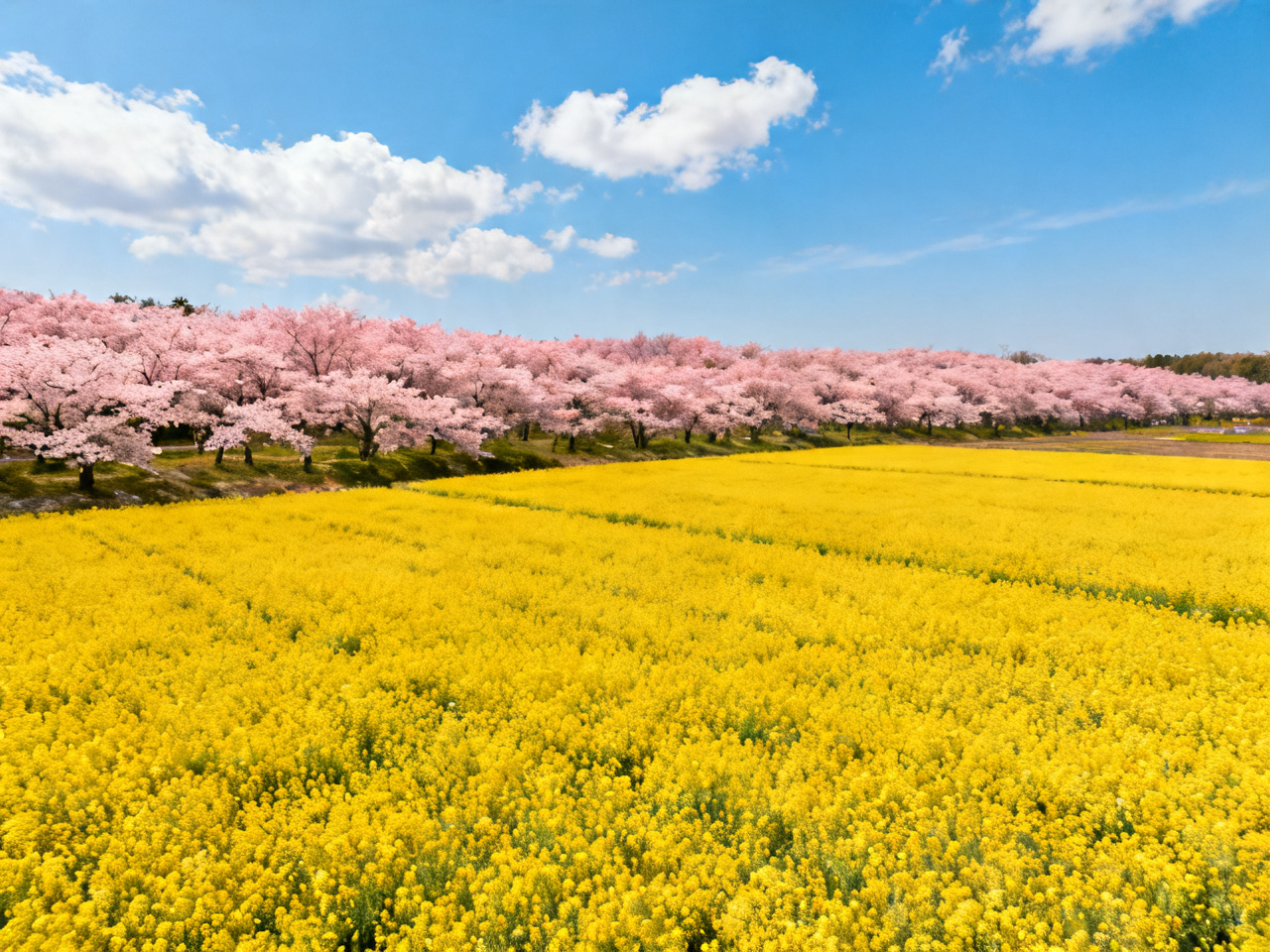 春季赏花地图：全国最美花海 | Spring Bloom Map: China's Most Beautiful Flower Fields